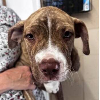 Mixed Breed Dogs Available for Adoption - Gage | PetCurious