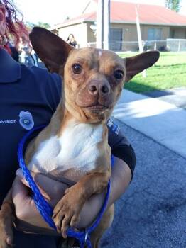 Chihuahua Dogs Available for Adoption in Fort Lauderdale, Florida - TURNER | PetCurious