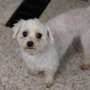Bennie (AG26-40) -  Maltese Dog for Adoption in Peyton, Colorado - Bennie (AG26-40) | PetCurious