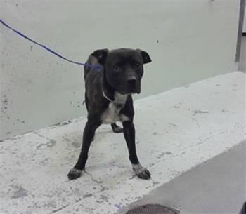 A2083545 -  Staffordshire Bull Terrier Dog for Adoption in Houston, Texas - A2083545 | PetCurious