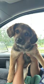 Beagle Dogs Available for Adoption in The Woodlands, Texas - Marigold | PetCurious