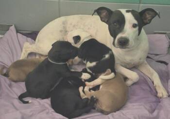 Labrador Retriever and Pointer Dogs Available for Adoption - Uno | PetCurious