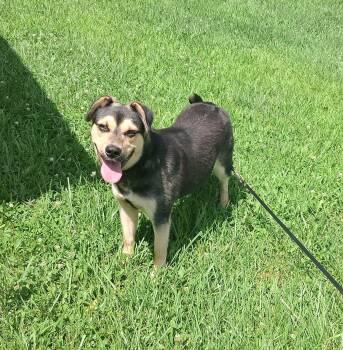 Miss Piggy -  German Shepherd Dog Dog for Adoption in Hillsboro, Missouri - Miss Piggy | PetCurious