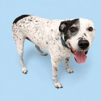 Arlo -  Bluetick Coonhound and Mixed Breed Dog for Adoption in Concord, North Carolina - Arlo | PetCurious