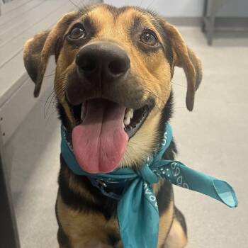 Porky Pig -  Mixed Breed Dog for Adoption in Canal Winchester, Ohio - Porky Pig | PetCurious