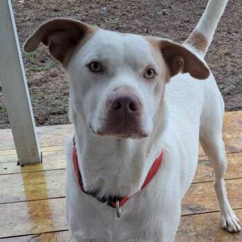 Boo -  Labrador Retriever and Jack Russell Terrier Dog for Adoption in Zuni, Virginia - Boo | PetCurious
