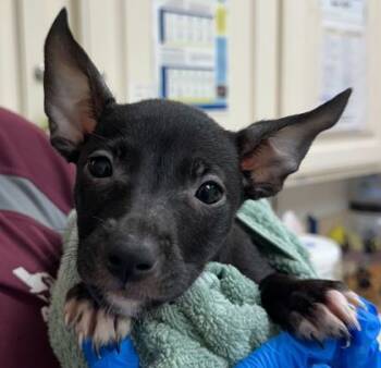 Rescue Chihuahua and Mixed Breed Dogs for Adoption in Bryan, Texas - 59804456 | PetCurious
