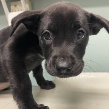 Oracle -  Shepherd and Pit Bull Terrier Dog for Adoption in Lenexa, Kansas - Oracle | PetCurious