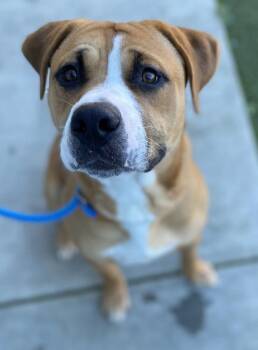 American Bulldog and Pit Bull Terrier Dogs Available for Adoption - Bruce | PetCurious