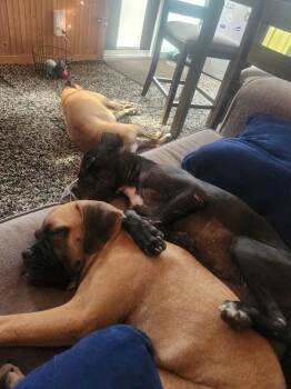 Rita -  Boxer Dog for Adoption - Rita | PetCurious