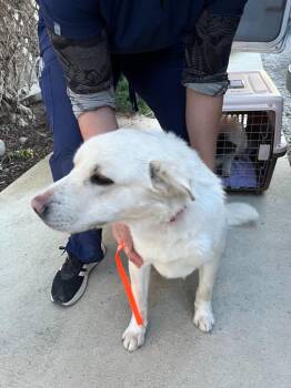 Retriever Dogs Available for Adoption - Granger | PetCurious