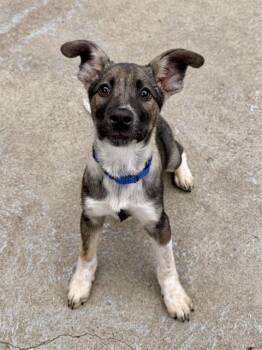 Australian Cattle Dog Blue Heeler and Mixed Breed Dogs Available for Adoption in Boston, Massachusetts - EDMUND | PetCurious