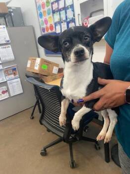 COWBOY -  Mixed Breed Dog for Adoption in Dallas, Texas - COWBOY | PetCurious