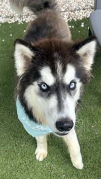DENALI -  Alaskan Malamute Dog for Adoption in Newton, North Carolina - DENALI | PetCurious