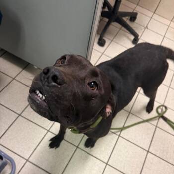 Skeeball -  Mixed Breed Dog for Adoption in Charleston, West Virginia - Skeeball | PetCurious