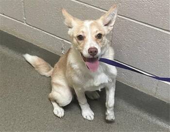 POPCORN -  Terrier and Mixed Breed Dog for Adoption in Colorado Springs, Colorado - POPCORN | PetCurious
