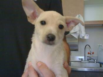 GREEN COLLAR -  Cairn Terrier and Mixed Breed Dog for Adoption in Sacramento, California - GREEN COLLAR | PetCurious