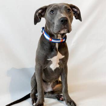 954 (2026) Bodie -  Pit Bull Terrier and Mixed Breed Dog for Adoption in Parker, Colorado - 954 (2026) Bodie | PetCurious