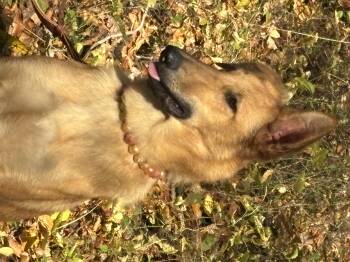 Rescue German Shepherd Dog and Borzoi Dogs for Adoption in Thibodaux, Louisiana - Anastasia | PetCurious