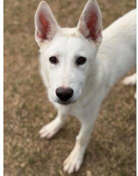 Husky and Terrier Dogs Available for Adoption - Ghost | PetCurious