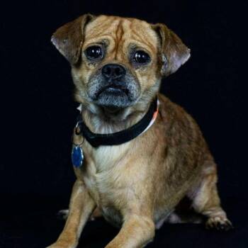 Jimmy -  Pug and Chihuahua Dog for Adoption in St. Augustine, Florida - Jimmy | PetCurious