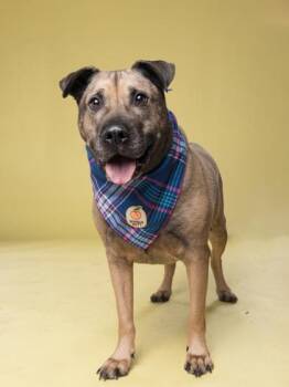 SHARPIE -  Shar Pei and Mixed Breed Dog for Adoption in Atlanta, Georgia - SHARPIE | PetCurious