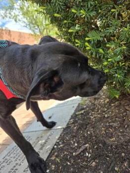 Pit Bull Terrier and Mixed Breed Dogs Available for Adoption in Westland, Michigan - Stevie | PetCurious