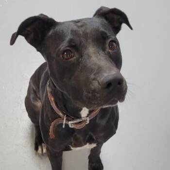 Black Labrador Retriever and Mixed Breed Dogs Available for Adoption in Casa Grande, Arizona - Cher | PetCurious