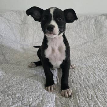 Labrador Retriever Dogs Available for Adoption - Nicko | PetCurious