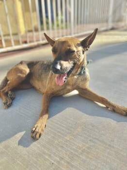 Carrot -  Shepherd Dog for Adoption in Santa Monica, California - Carrot | PetCurious