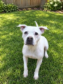 Sariah -  Mixed Breed Dog for Adoption in Ocala, Florida - Sariah | PetCurious
