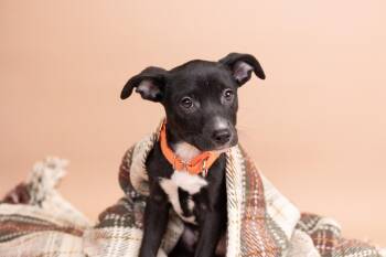 Rescue Terrier and Australian Cattle Dog Blue Heeler Dogs for Adoption in Whitestown, Indiana - Lily | PetCurious