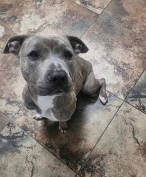 Lilac -  American Staffordshire Terrier Dog for Adoption in Houston, Texas - Lilac | PetCurious