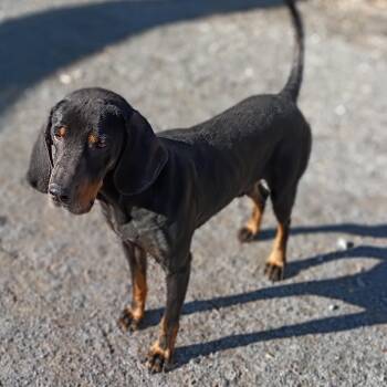 Black And Tan Coonhound Dogs Available for Adoption - Zeke | PetCurious