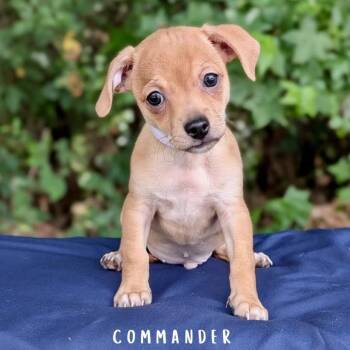 Chihuahua and Dachshund Dogs Available for Adoption in Tyrone, Georgia - Commander 05-2335 | PetCurious