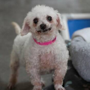 Tillie (JY26-08) -  Bichon Frise Dog for Adoption in Peyton, Colorado - Tillie (JY26-08) | PetCurious