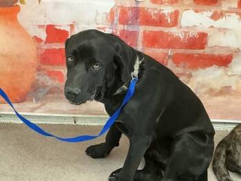 Cane Corso Dogs Available for Adoption in San Bernardino, California - DIRK | PetCurious