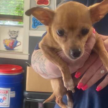 Mixed Breed Dogs Available for Adoption in Huntington, West Virginia - Buffy | PetCurious