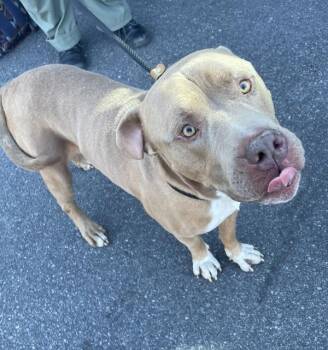 Bobble -  Mixed Breed Dog for Adoption - Bobble | PetCurious