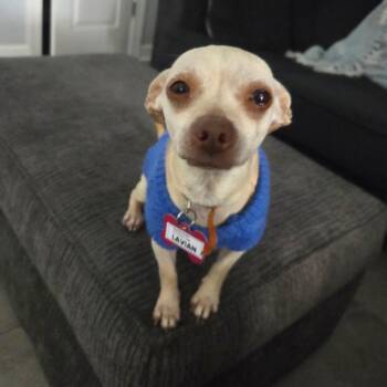 Chihuahua Dogs Available for Adoption - Lavian | PetCurious