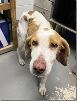 Rescue Hound Dogs for Adoption in Charlottesville, Virginia - Evie Adult Sweet Houndy 34 Pounds She Needs To Gain 5 Pounds | PetCurious