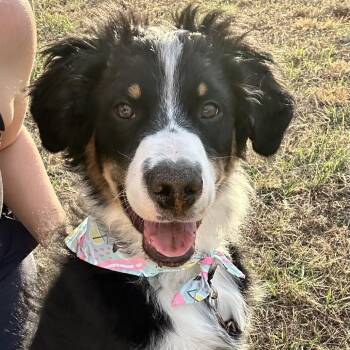 Australian Shepherd Dogs Available for Adoption - Skipper | PetCurious
