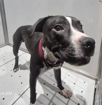WILLIS -  American Staffordshire Terrier Dog for Adoption in San Antonio, Texas - WILLIS | PetCurious