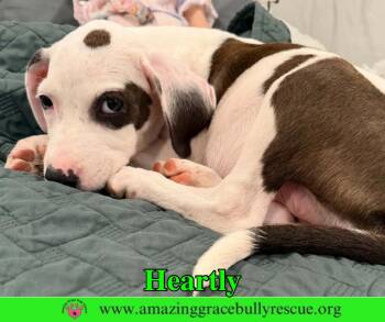 Heartly -  American Bulldog and Hound Dog for Adoption in Pensacola, Florida - Heartly | PetCurious