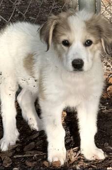 Steve -  Great Pyrenees Dog for Adoption in Louise, Texas - Steve | PetCurious