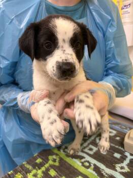 Lars -  Mixed Breed Dog for Adoption in Raleigh, North Carolina - Lars | PetCurious