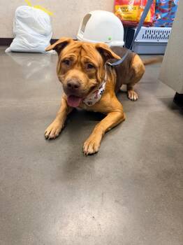Korbon -  American Staffordshire Terrier Dog for Adoption in Clarksville, Tennessee - Korbon | PetCurious
