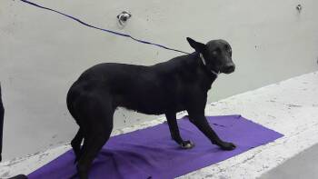 Labrador Retriever and Mixed Breed Dogs Available for Adoption in Houston, Texas - RAVEN | PetCurious