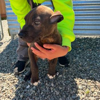 Hugh -  Pit Bull Terrier Dog Available for Adoption in Port Angeles, Washington - Hugh | PetCurious