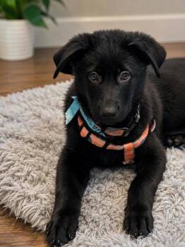 Trailblazer -  German Shepherd Dog and Mixed Breed Dog for Adoption in New Orleans, Louisiana - Trailblazer | PetCurious